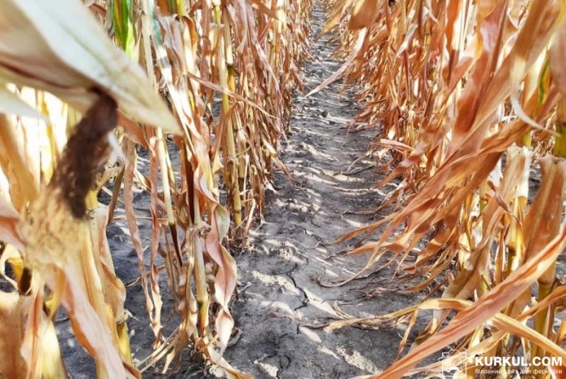 Через низькі нічні температури на Полтавщині знизиться врожайність кукурудзи — прогноз
