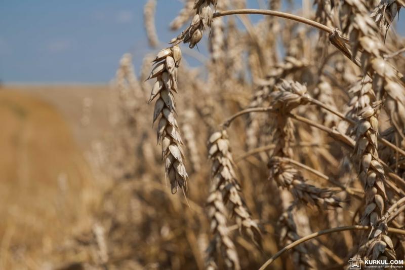 Україна стала основним постачальником пшениці до ЄС