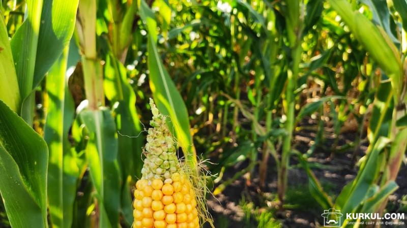 Нестача тепла призвела до погіршення стану кукурудзи в США 