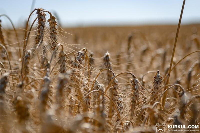 Україна збере рекордні 74 млн т зерна — прогноз
