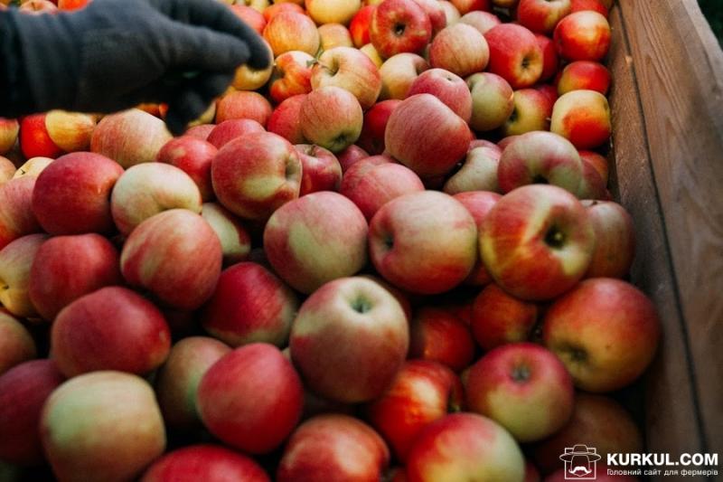 Недобір якісного столового яблука в Україні складе 50% — фермер