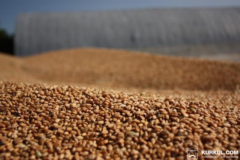 Експорт зернових нового врожаю вищий, ніж минулого року