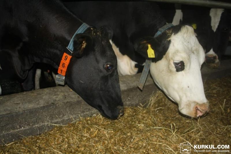 Неефективність дотацій змушує фермерів позбуватися корів
