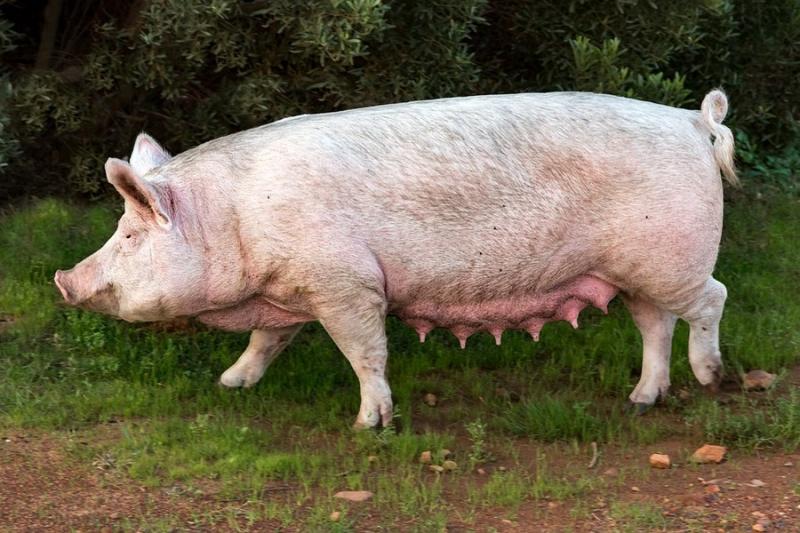 На Львівщині знищили 72 тисячі свиней через АЧС