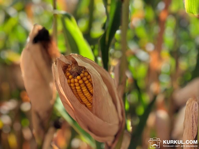 Дозрівання кукурудзи в США затримується — USDA