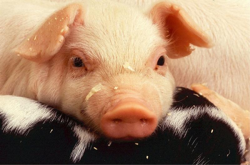 Свиногосподарства цього року не отримали компенсації за АЧС