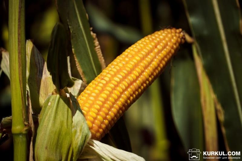 Під виробництво насіння гібридів кукурудзи в Європі відведено 220 тисяч га