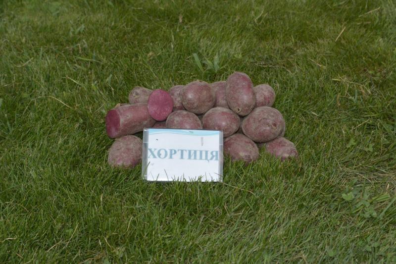 Кольорова картопля української селекції користується високим попитом 