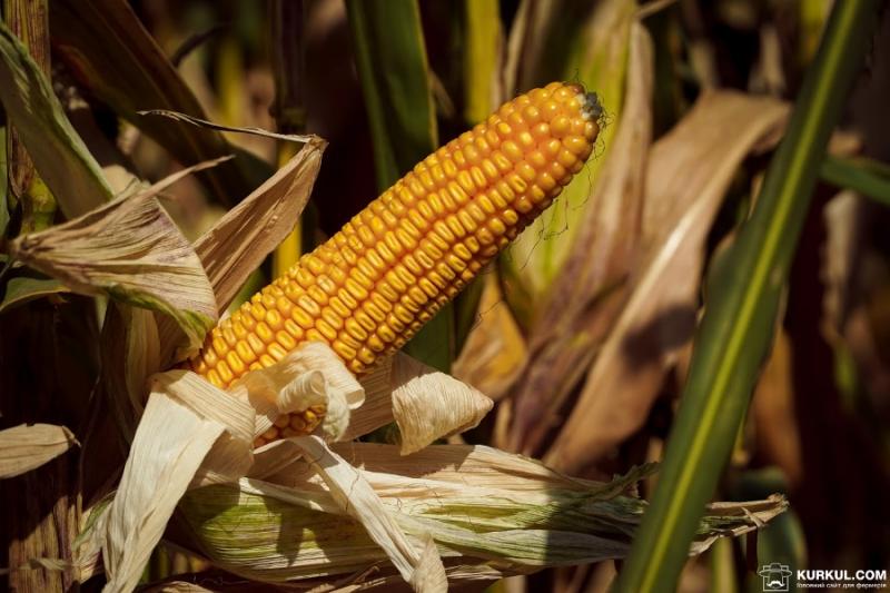 Через засуху в Україні знизиться врожайність кукурудзи — USDA
