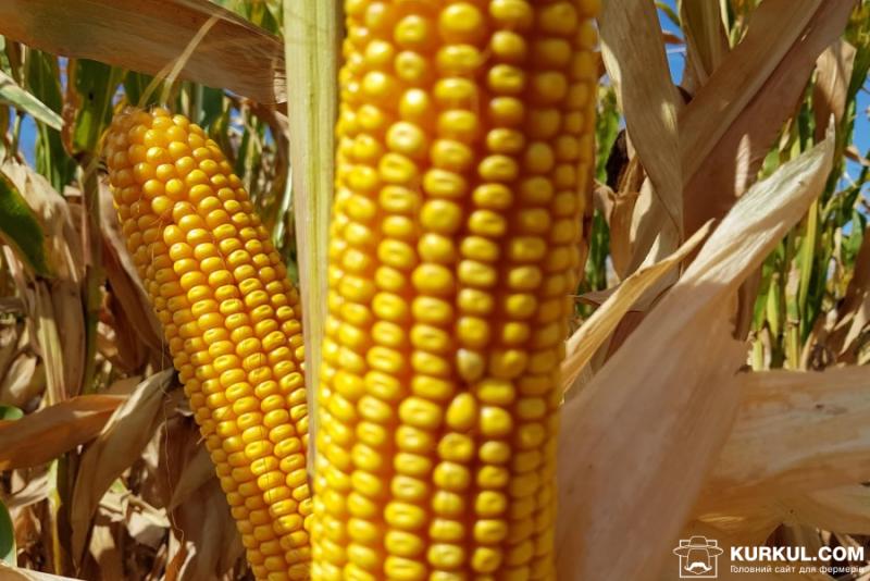 Прогноз врожаю кукурудзи в США знизився — USDA