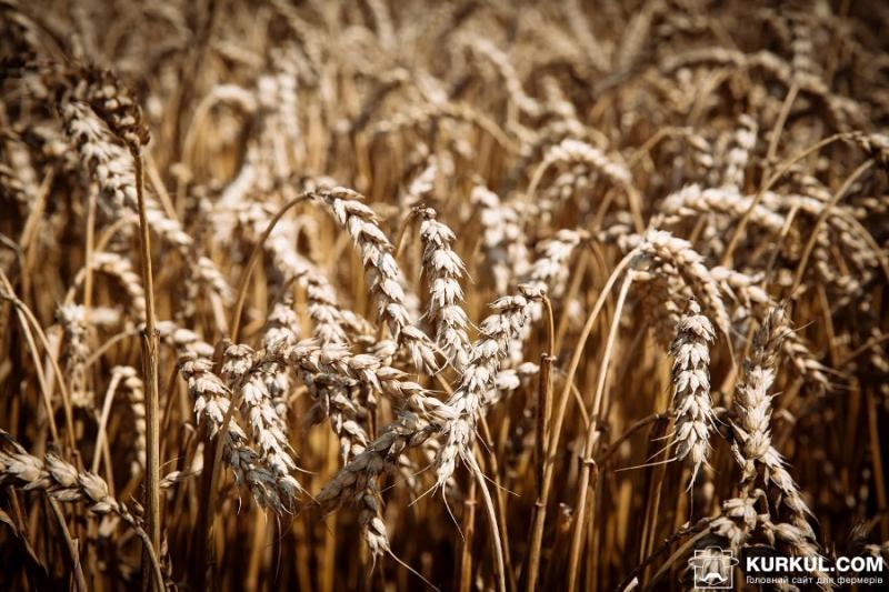 Аналітики USDA знизили прогноз світового виробництва пшениці