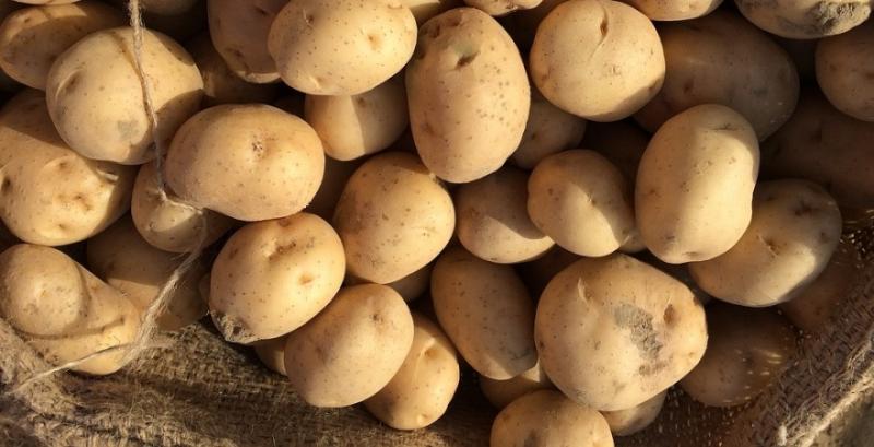 На Франківщині зафіксували рекордний неврожай картоплі