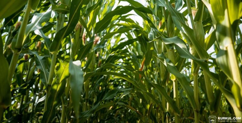 Стан посівів кукурудзи в США поступається показникам минулого року
