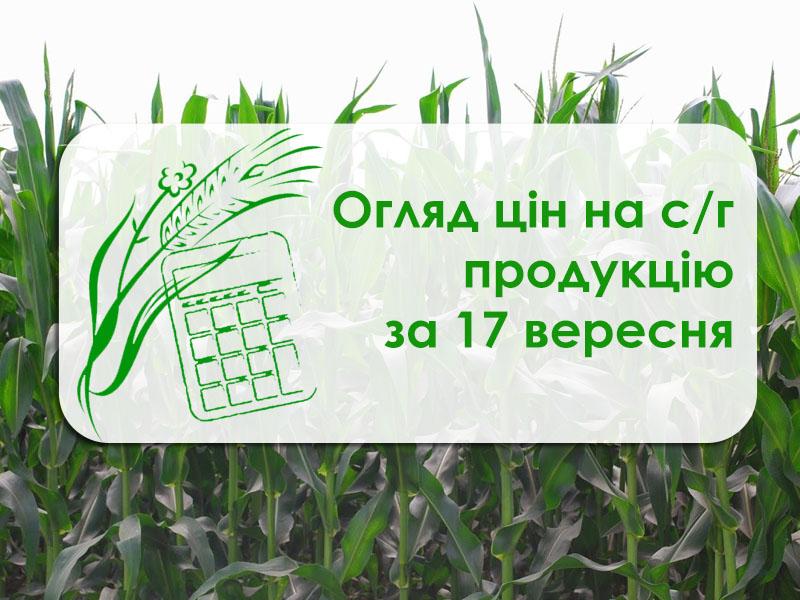 В Україні подешевшала кукурудза — огляд цін на с/г продукцію за 17 вересня