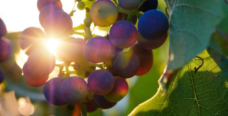 На Прикарпатті вирощують морозостійкі сорти винограду