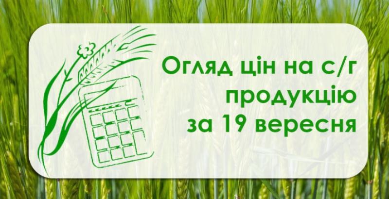 Пшениця дорожчає, соняшник продовжує дешевшати — огляд цін на с/г продукцію за 19 вересня