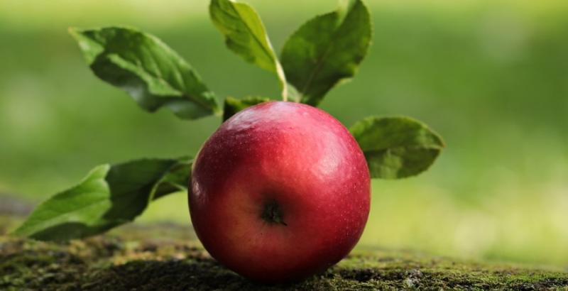 Україна потрапила в топ-20 країн за збільшенням експорту свіжого яблука