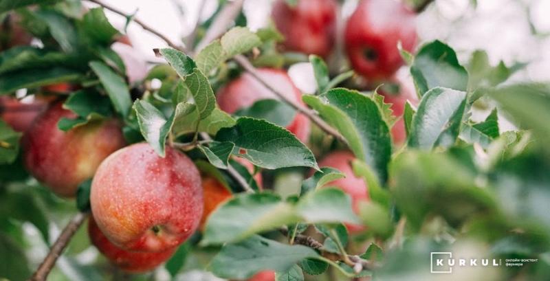 Ціна українських яблук зросла удвічі
