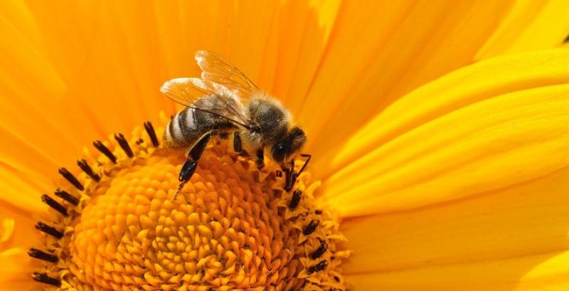 У США схвалили біофунгіцид, який доставляють бджоли