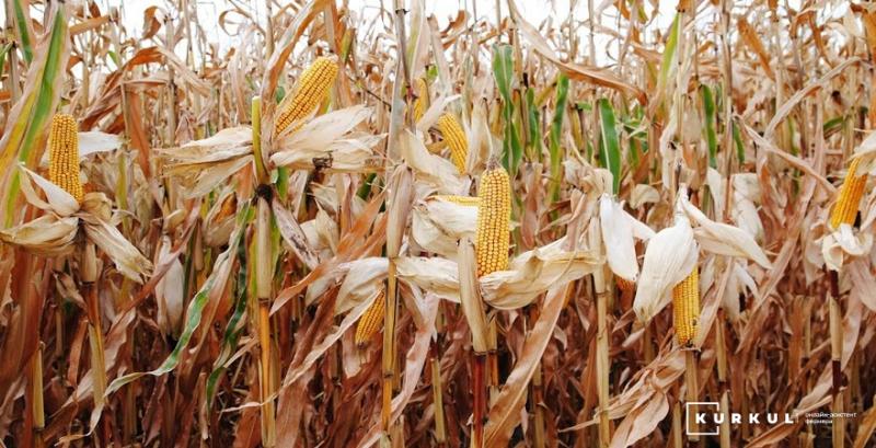 Жнива кукурудзи в США значно відстають від минулорічних темпів — USDA
