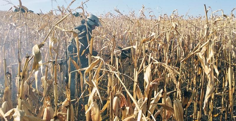 На Полтавщині згоріло 60 га кукурудзи