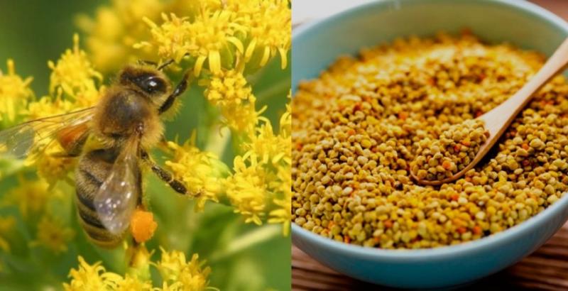Ціни на бджолиний пилок в Україні впали більше, ніж в чотири рази