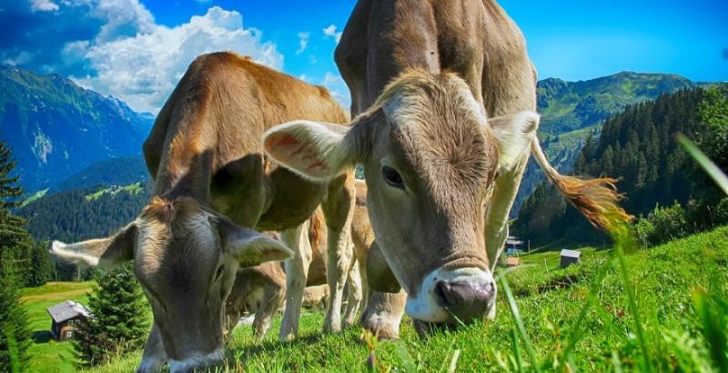 Документи на дотацію за утримання корів приймаються до 1 жовтня