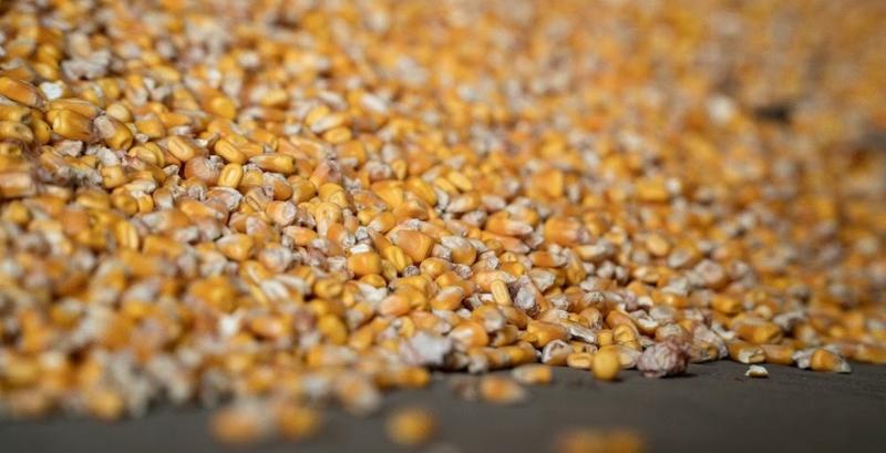 Українські аграрії намолотили 45 млн т зернових 
