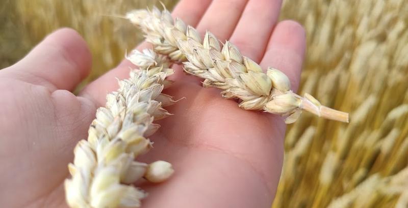 Площі під озимою пшеницею можуть скоротитися на третину — думка