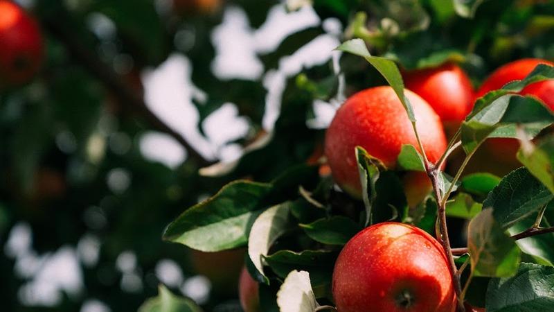 Фермер спрогнозував ціни на вітчизняні яблука