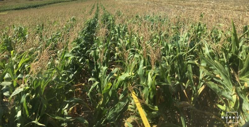 Стан посівів кукурудзи в США значно гірший ніж минулого року — USDA