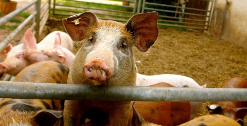 Через АЧС на фермі знищили 4 тисячі свиней