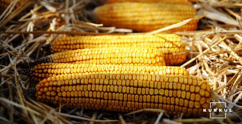 Звіт USDA щодо запасів у США підвищив ціни на сою та кукурудзу