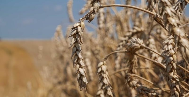 Україна може збільшить експорт пшениці у 2019/20 МР — прогноз