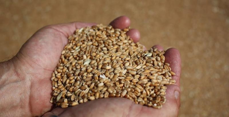 Виробництво зернових у світі знизиться — прогноз