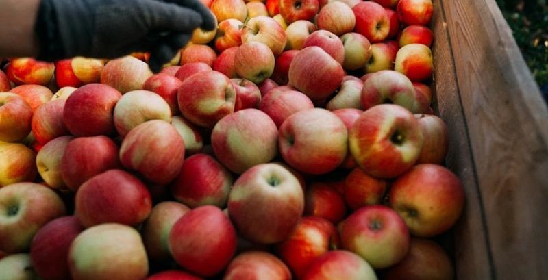 Ціни на українські яблука зросли у 1,5 рази