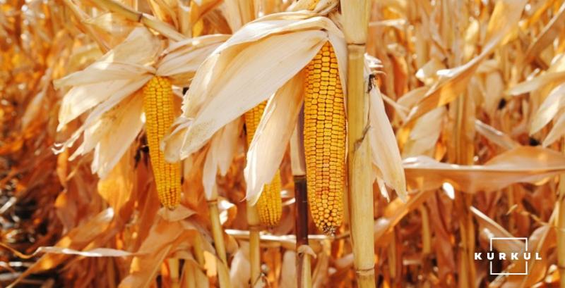 Аграрії намолотили 10 млн тонн кукурудзи