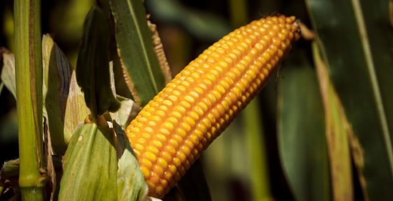 Темпи збирання кукурудзи в США відстають від минулорічних — USDA
