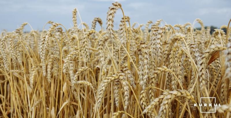 Українські вчені визначили найурожайніші сорти озимої пшениці