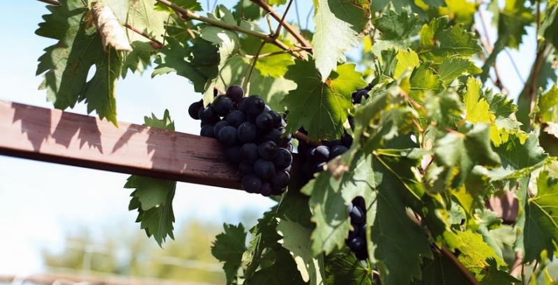 У південних областях викорчували 700 га виноградників