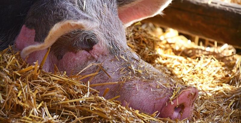 Цього року через АЧС Україні втратила понад 100 тисяч свиней