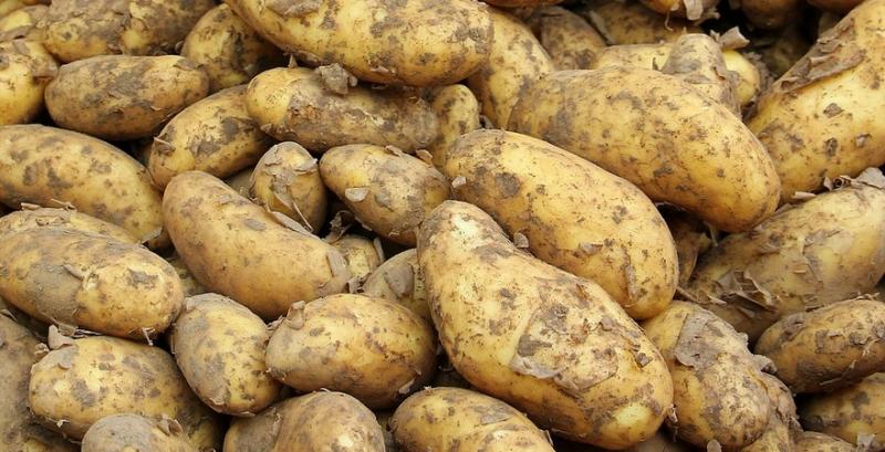 Імпорт картоплі в Україну зріс у 12 разів