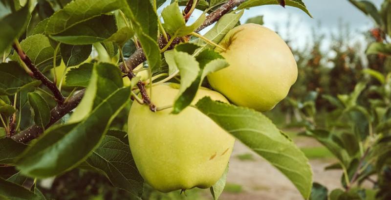 Україна побила трирічний рекорд з імпорту яблук