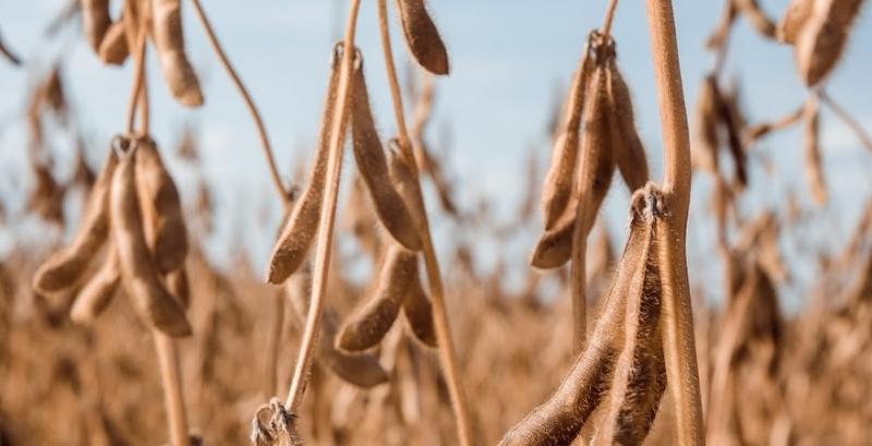USDA знизив прогноз виробництва сої в США