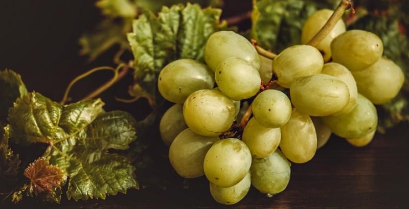 Плантація винограду на Черкащині здивувала урожаєм вже на третій рік