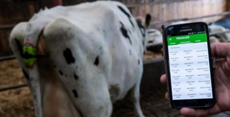 Німецькі фермери освоюють мобільні додатки в управлінні тваринництвом