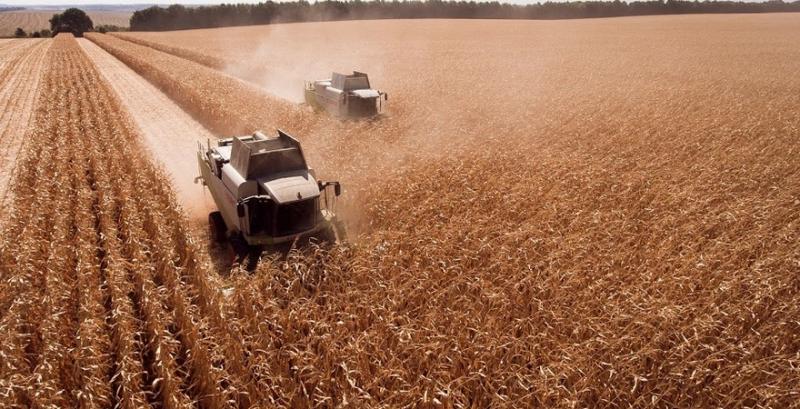 Врожай зернових може досягти 80 млн т — НБУ