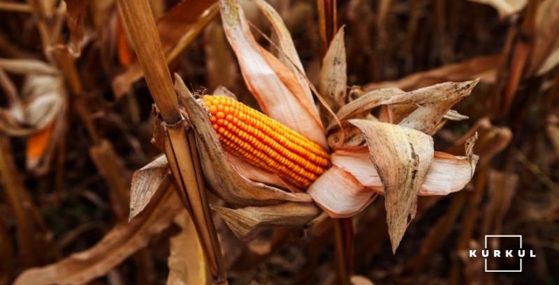 Темпи збору кукурудзи в США найнижчі за останні 5 років — USDA