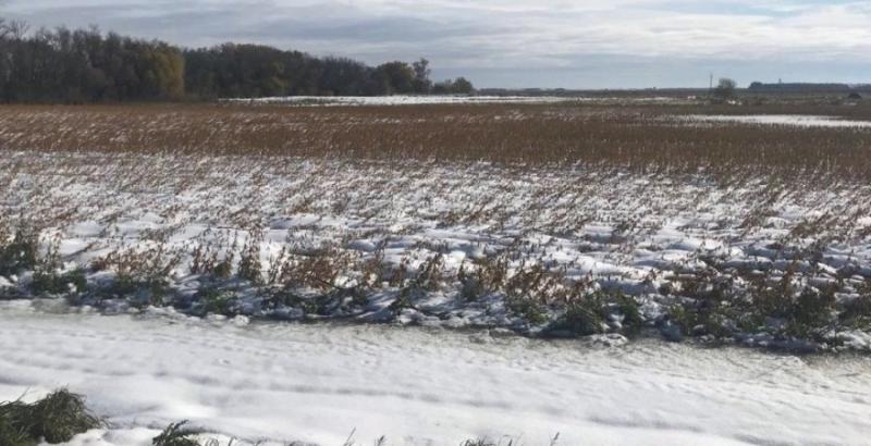 Сніг заблокував збір кукурудзи та сої в США