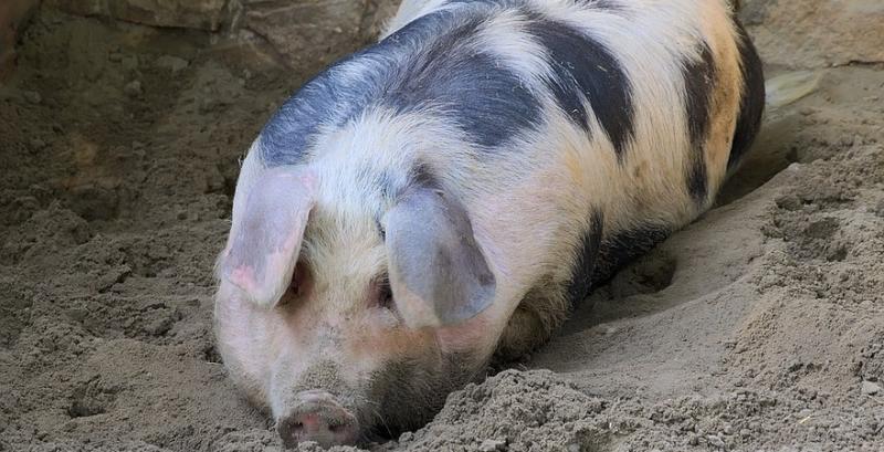 Ціни на живих свиней б’ють світові рекорди у Південній Кореї